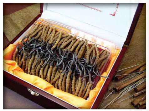 霞山冬虫夏草回收